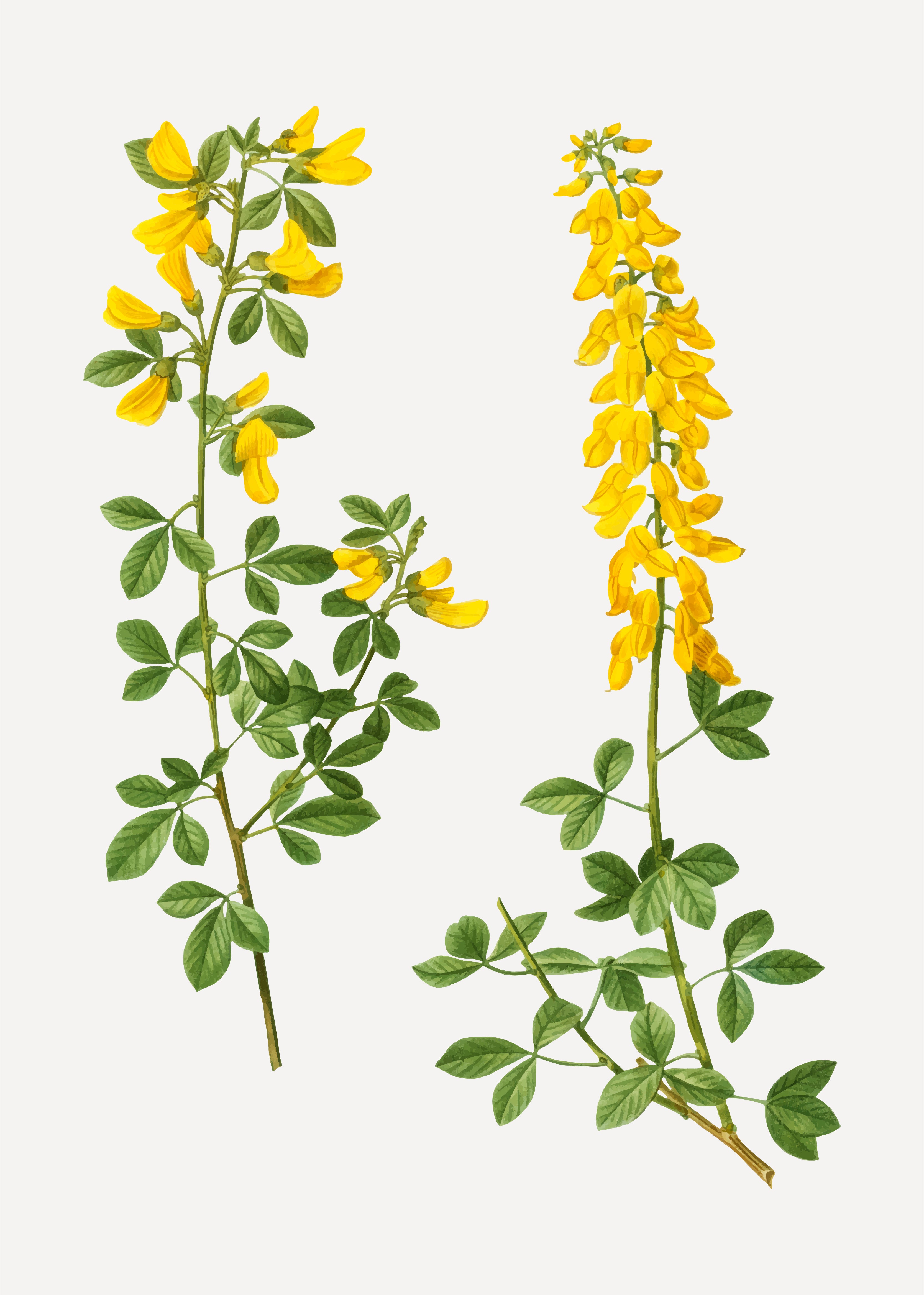 Sanayprtra(Cassia angustifolia