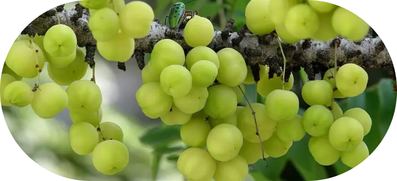 Amalaki
