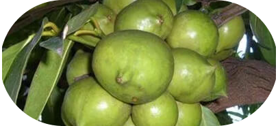 Amlavetas
