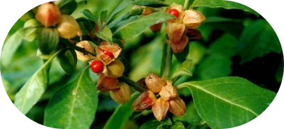 Ashwagandha