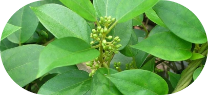 Gudmar (Gymnema sylvestre)