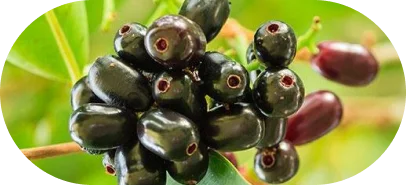 Jambu