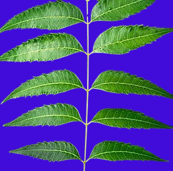 Neem leaves