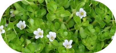 Nir Brahmi