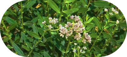 Rasna