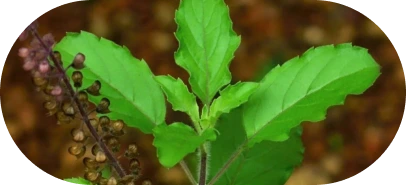 Tulsi