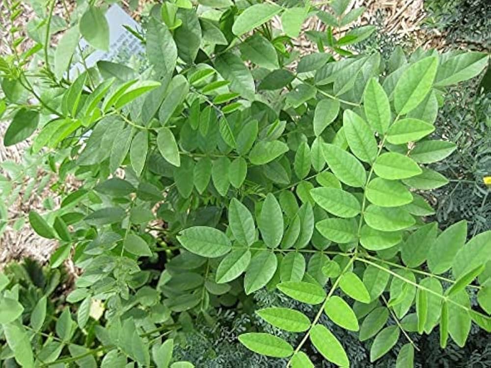 Yastimadhu