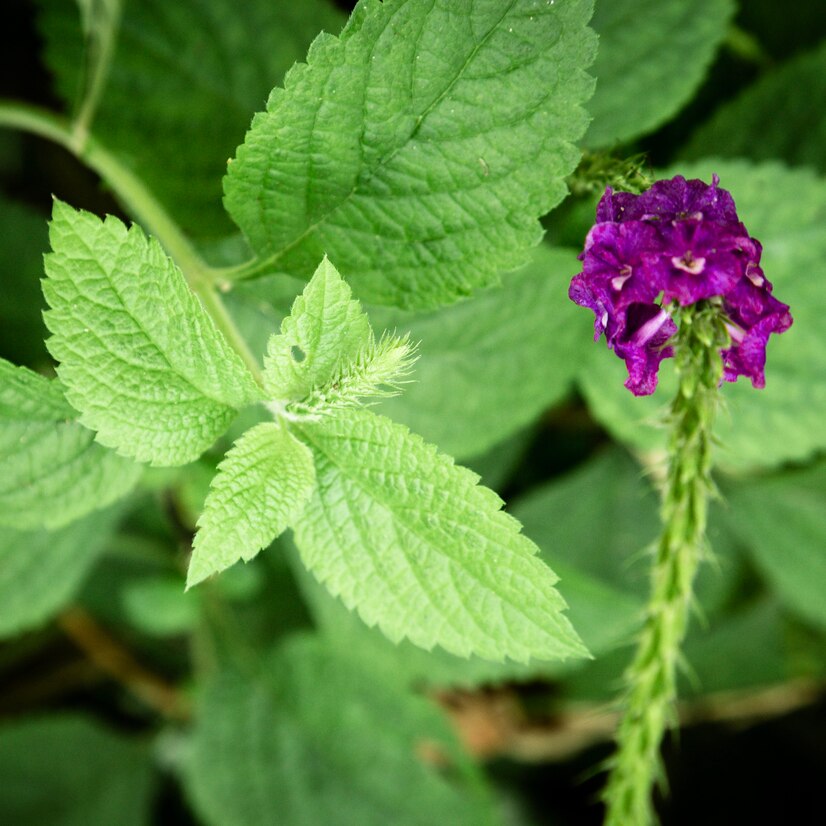 Bakuchi (Psoralea corylifolia)