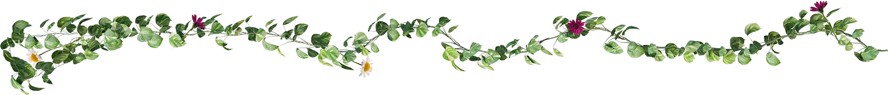 Vines for Healing