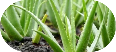 Aloe Vera 