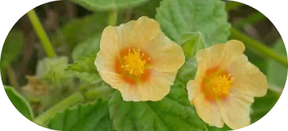 Atibala 