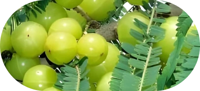 Bhui Amla