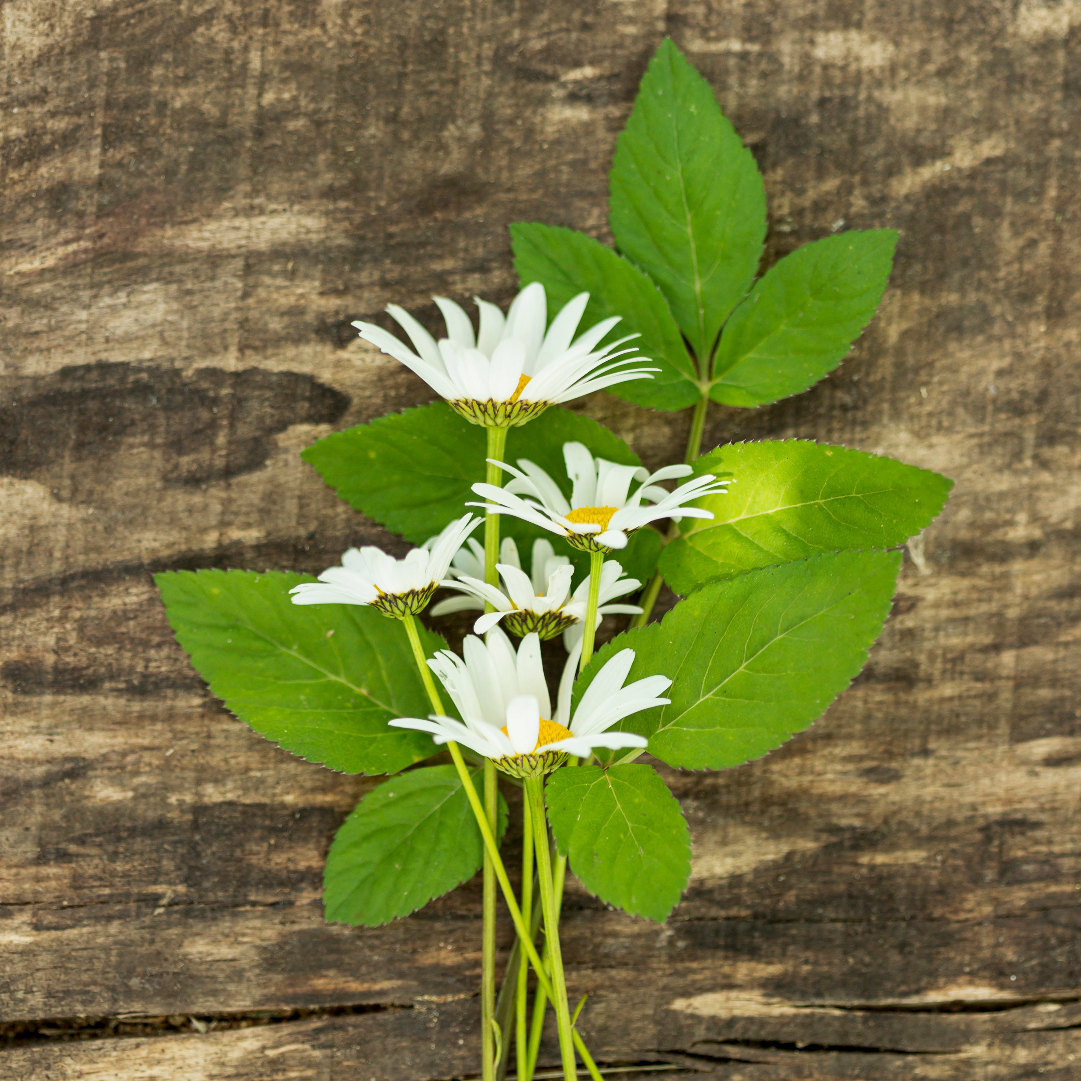 Eclipta alba (Bhringraj)