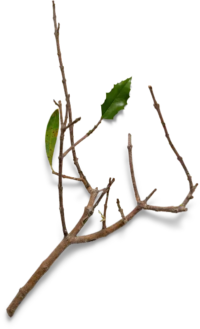 Ayushakti will help to resolve Unresolved Health Issues